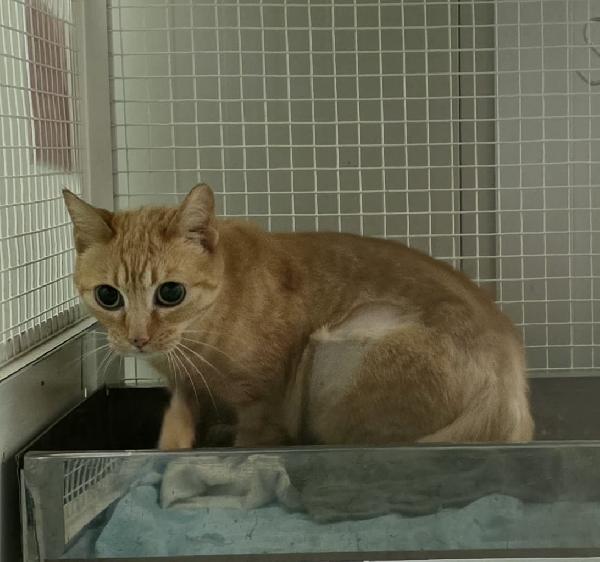 REGINA GATTINA ROSSINA Foto 2